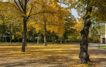 Autumn impressions and autumn leaves in a park