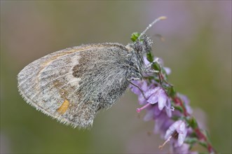 Meadow brown