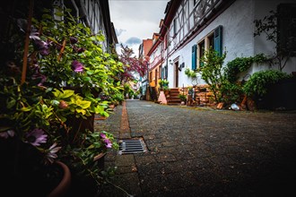 Half-timbered houses in a street with beautiful planting