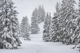 Snow-covered mountain forest during snowfall