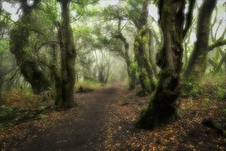 Hiking trail through laurel forest