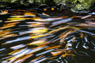 Leaves in the river Bode in the autumnal Harz