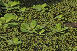 Water lettuce in lily pond