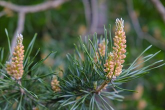 Flowering pine tops
