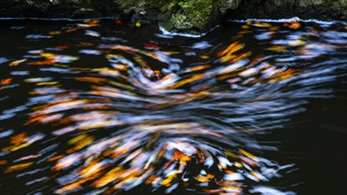 Leaves in the river Bode in the autumnal Harz
