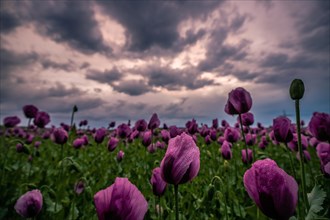 Opium poppy