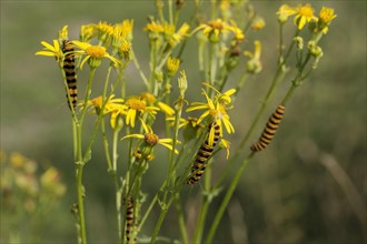 Caterpillars of jacobaea