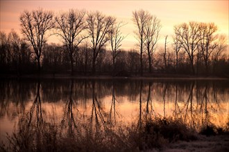 Bare deciduous trees reflected in the Old Rhine at dawn