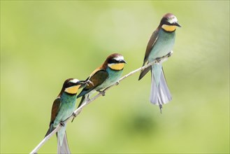 Three european bee-eater