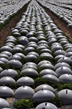 Rows of lettuce covered with plastic caps