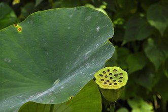 Lotus leaf with seed pod