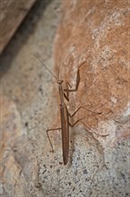 Praying mantis on a house wall made of natural stone