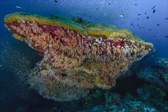 Coral block of mountain coral