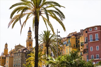 Palm trees on the boulevard in Menton