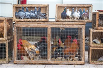Chickens and pigeons in cages