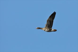 Greater white-fronted goose