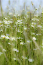 Wildflower field with ox-eye daisies