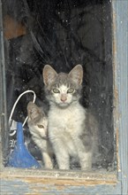 Cats behind dirty window pane