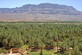 Date palms in an oasis in the Draa Valley