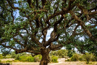 Cork oak in the archaeological site of Filitosa