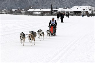 Musher with sled dog team