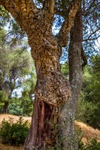 Cork oak in the archaeological site of Filitosa