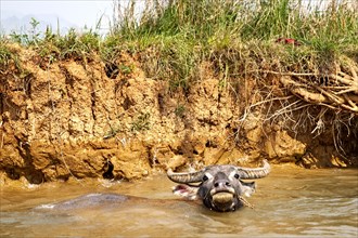 Water buffalo in the Nam Pilu River