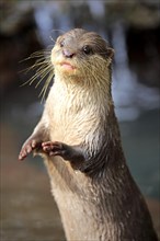 Oriental small clawed Otter