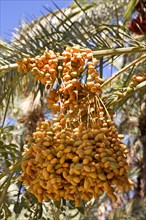 Dates in an oasis in the Draa Valley