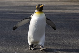 King penguin