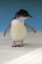 Little penguin