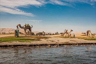 Nile bank with camels