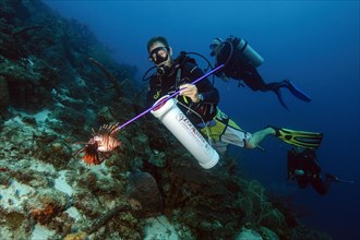 Diver licensed to hunt underwater takes invasive native fish species threatening common lionfish
