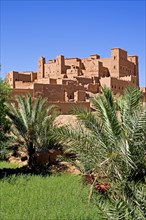 Kasbah in an oasis in the Draa Valley