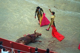 Matador waving after stabbing the bull