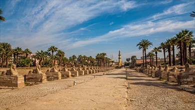 Avenue of the Sphinxes between Luxor Temple and Karank Temple