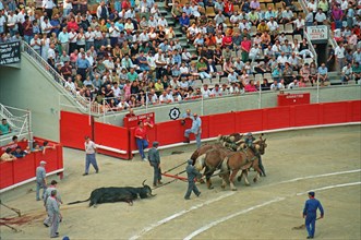 Killed bull being pulled out of the arena