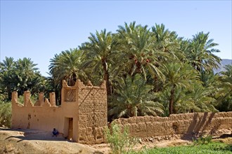 Date palms in an oasis in the Draa Valley