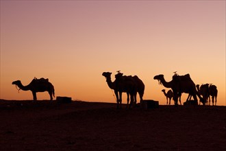 Dromedaries in the backlight of the evening sky