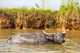 Water buffalo in the Nam Pilu River
