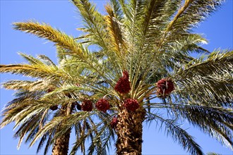Date palm in an oasis in the Draa Valley