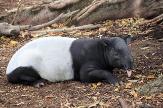 Malayan tapir