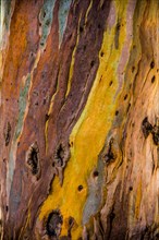 Colourful eucalyptus tree bark