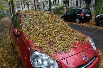 Deciduous leaves on passenger car