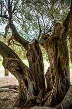 1200 year old olive tree