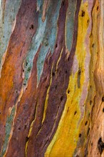 Colourful eucalyptus tree bark