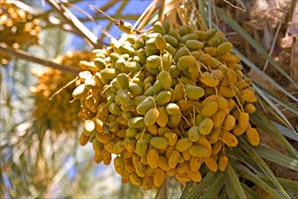 Dates in an oasis in the Draa Valley