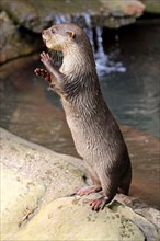 Oriental small clawed Otter