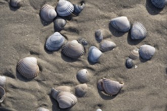 Cockles on the sandy beach at low tide
