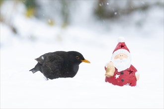 European blackbird (Turdus merula) adult male bird and a Father Christmas figure on a snow covered garden lawn